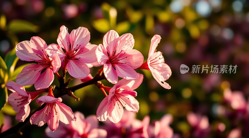 春日樱花绽放粉红花瓣迎风轻舞