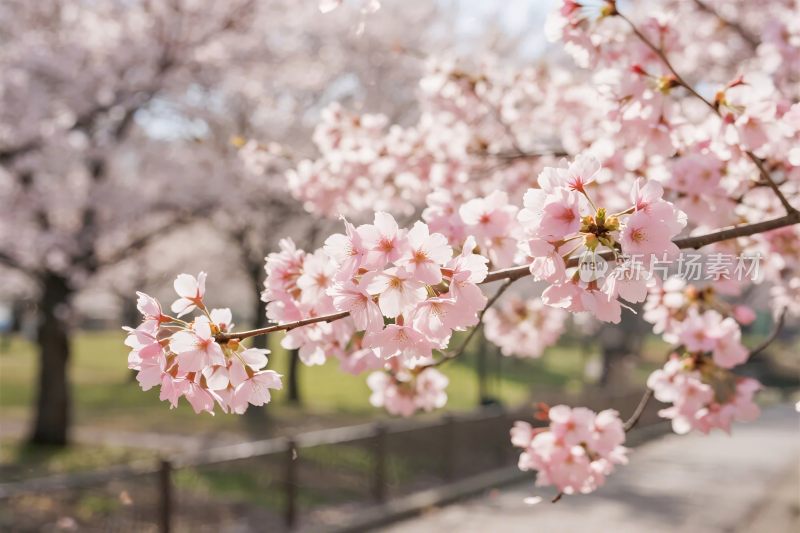 樱花春日美景