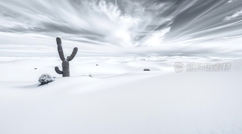 雪地中的仙人掌