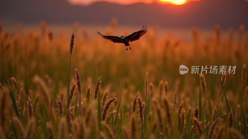 黄河入海口鸟类摄影