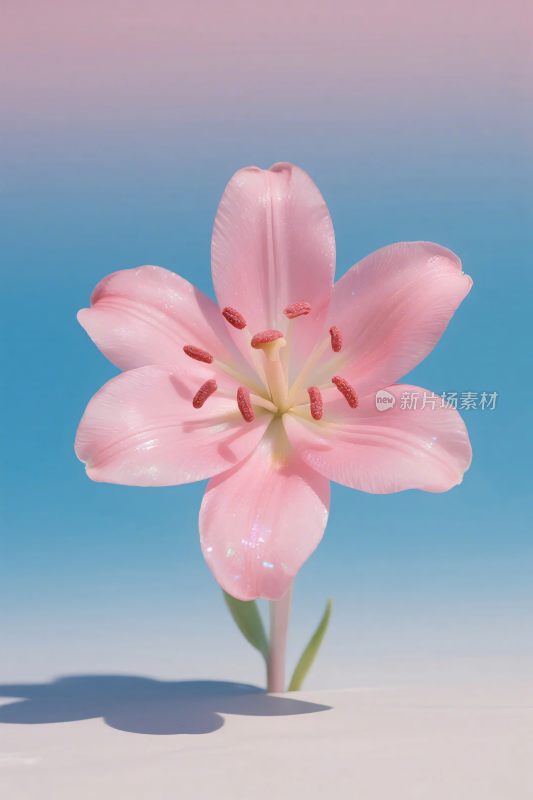 粉色百合花插画