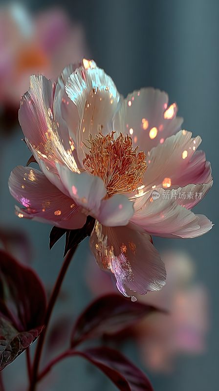 梦幻唯美的绽放花朵