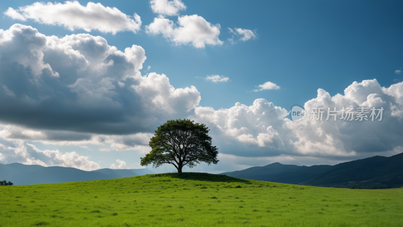 一棵孤独的树在草山上高清风景图片