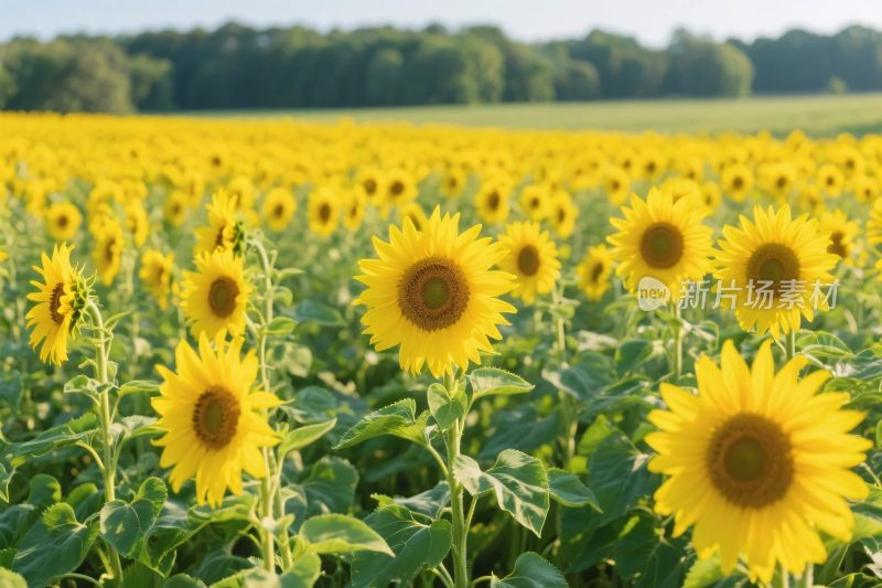 向日葵花田风景