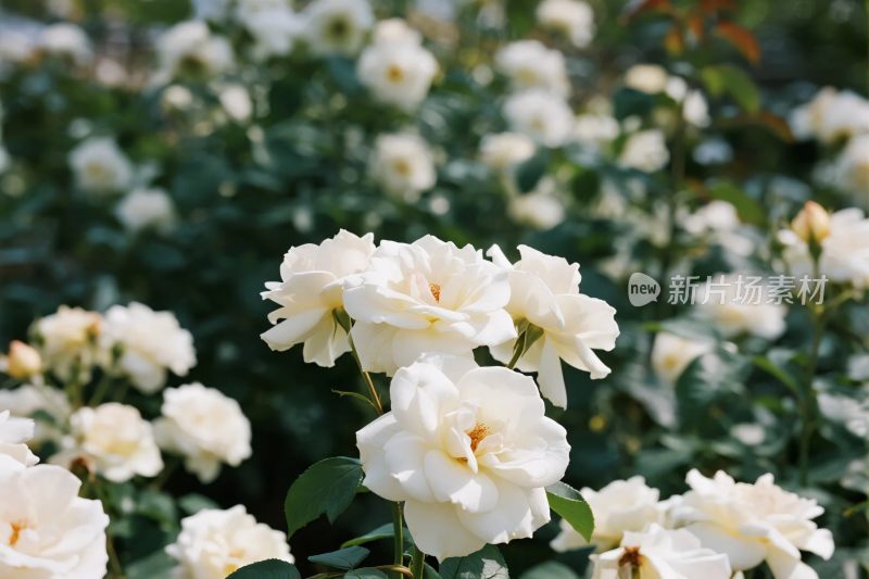 白色蔷薇花丛