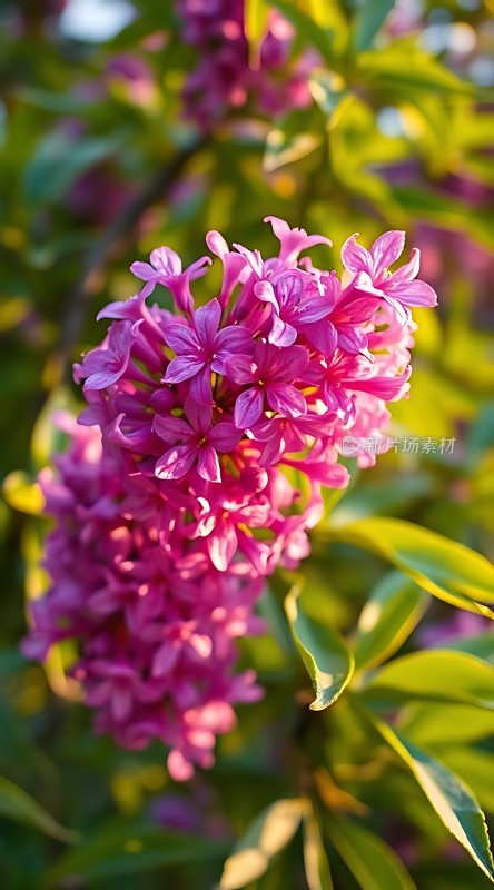阳光下的紫丁香花簇拥绽放