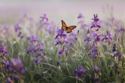 蝴蝶停留在紫色花丛中