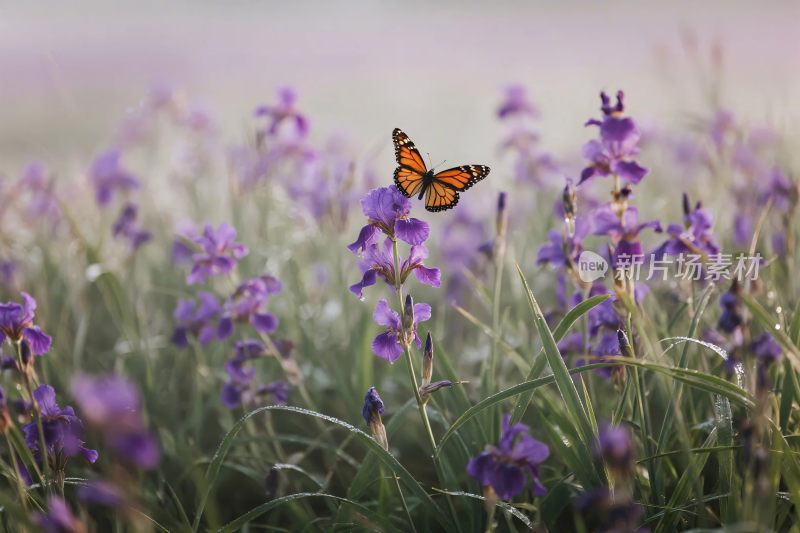 蝴蝶停留在紫色花丛中
