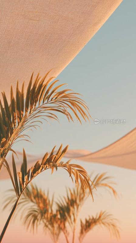 夕阳下的棕榈树美景