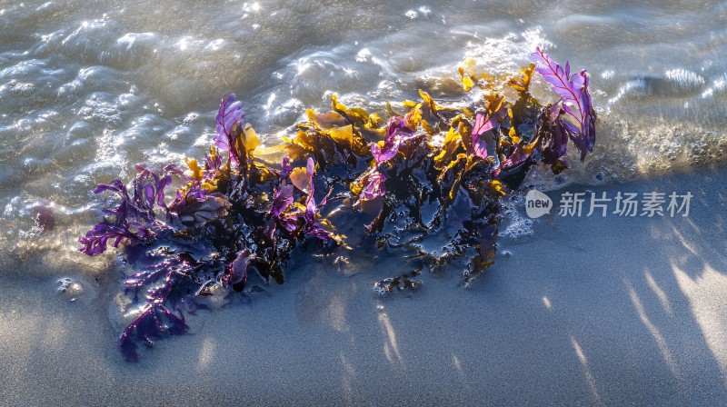 海滩上的海藻