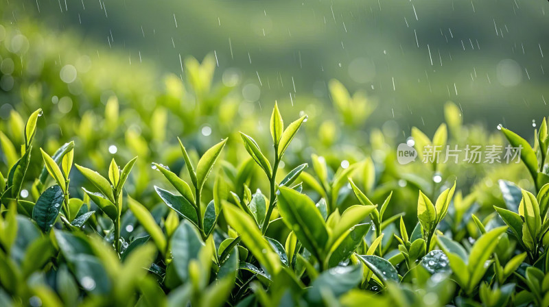 茶叶嫩芽绿色植物雨中特写微距水珠背景素材