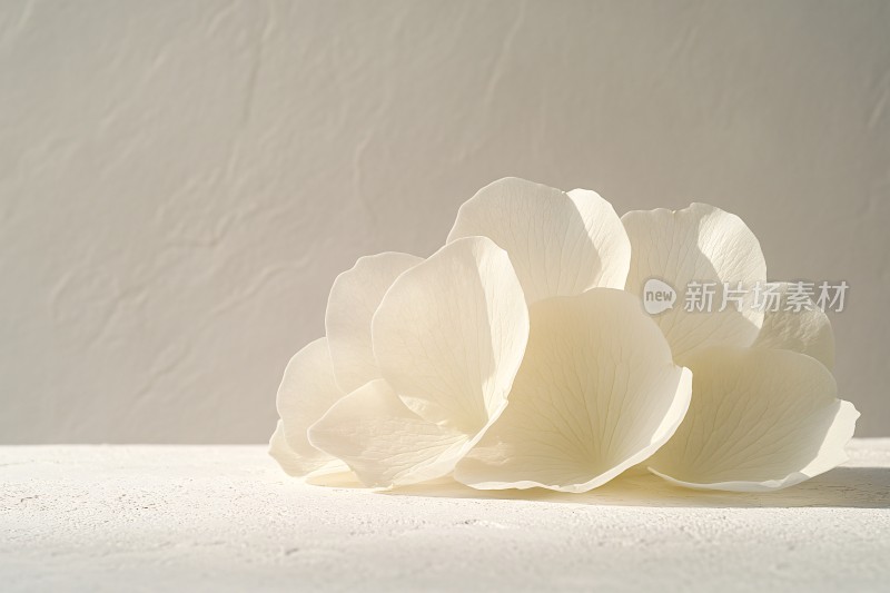 白色立体花朵静物画面