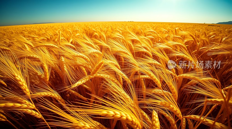 金色麦浪阳光下的丰收景象