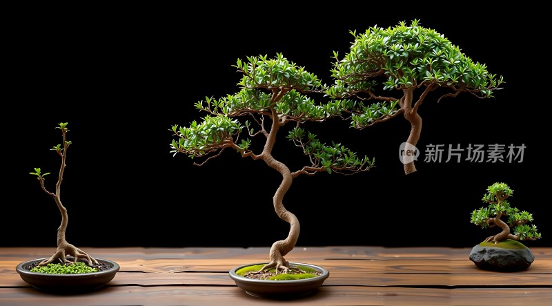 盆景艺术树木的成长历程
