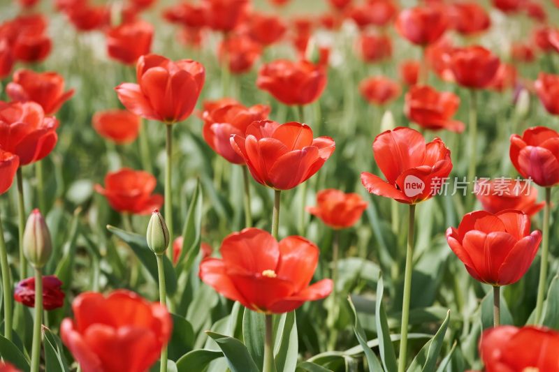 红色郁金香花丛