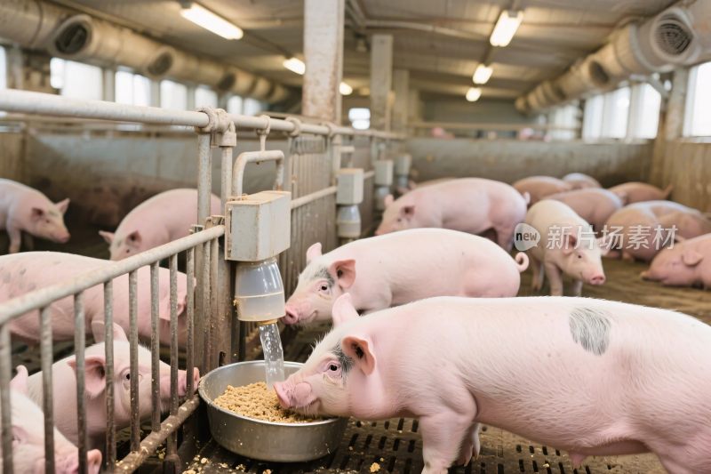 猪圈养殖场景