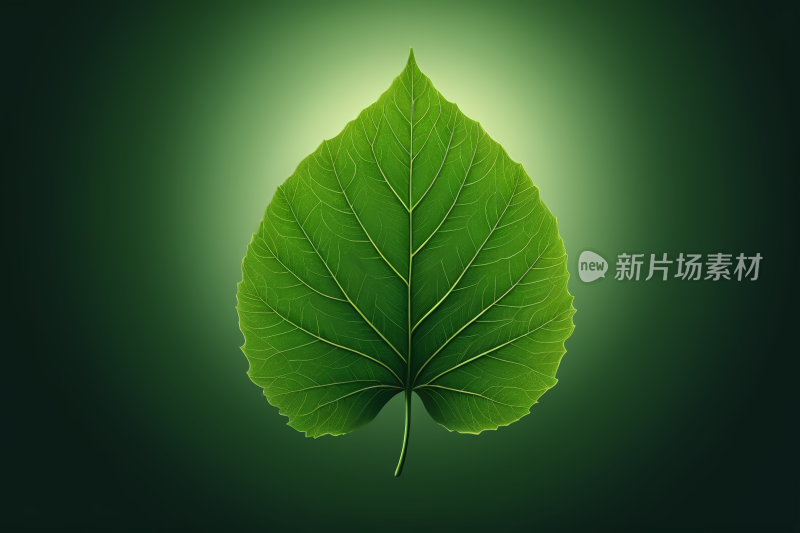 深色背景上的绿叶高清图片