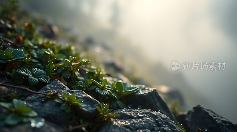 晨光下的露珠与绿叶