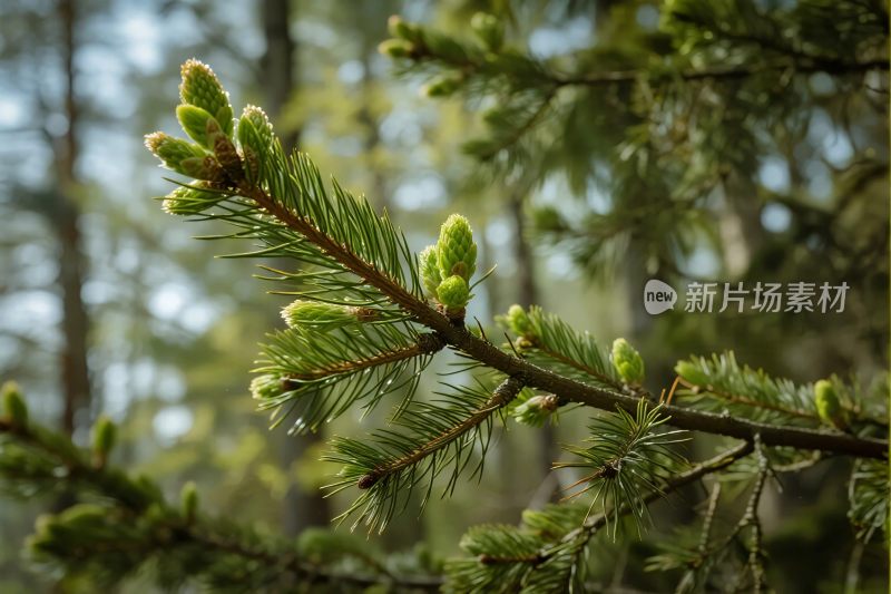 松枝自然风景