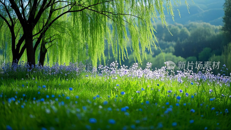 春日田园绿柳垂荫下的紫色花田