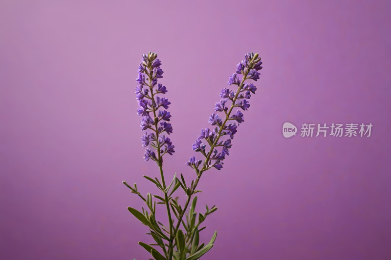 紫色背景下的桌子上的花瓶里的紫色花朵图片