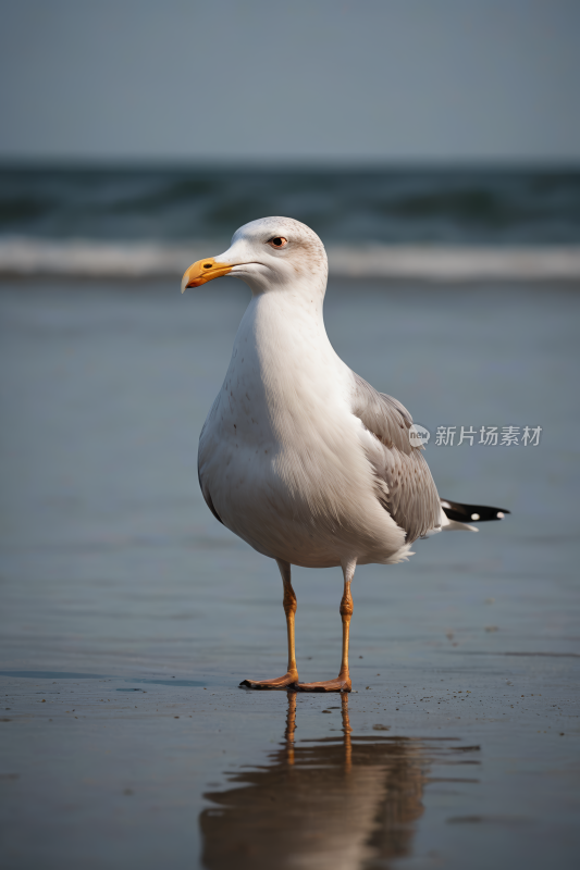 站在海滩上头转向一侧高清图片