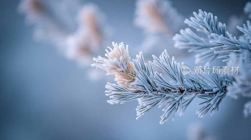 冬日冰雪覆盖的松树枝积雪白雪皑皑严寒冰冷