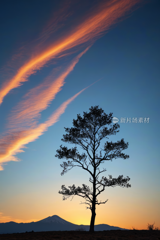 在日落的田野里树高清风景图片