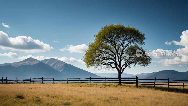 一棵孤独的树在田野里山脉高清风景图片