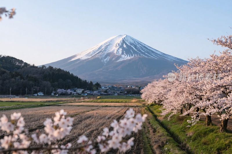 富士山樱花风景图