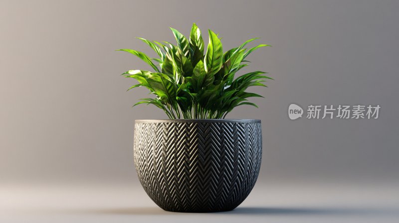 盆栽绿植效果图