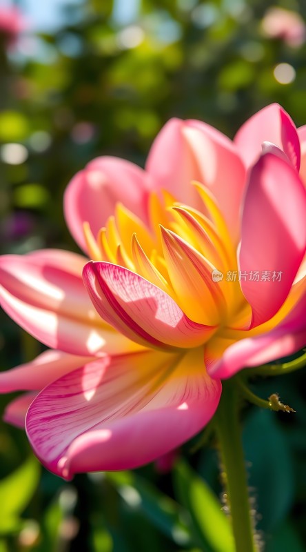 粉红莲花绽放阳光下的美丽瞬间