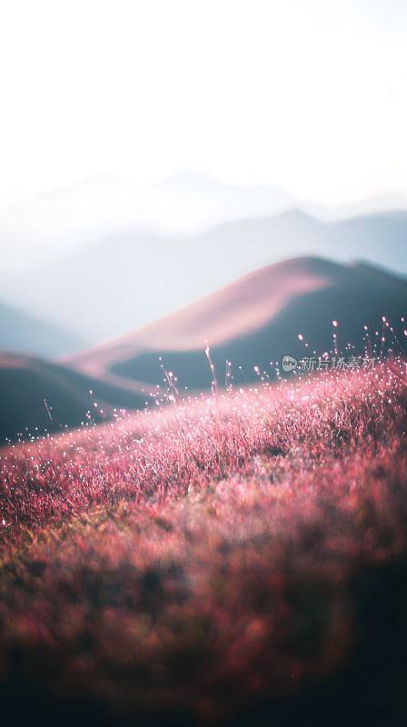 黄昏时分宁静风景有粉红色草地