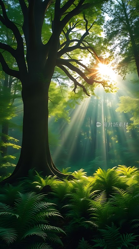 阳光下的森林秘境