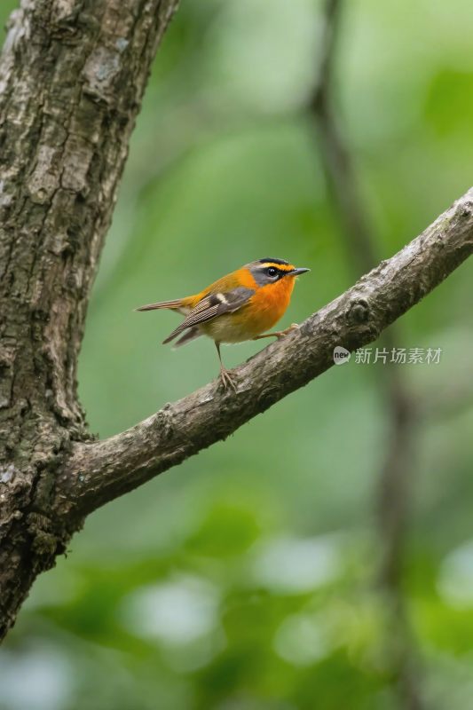 小鸟栖息树枝自然场景