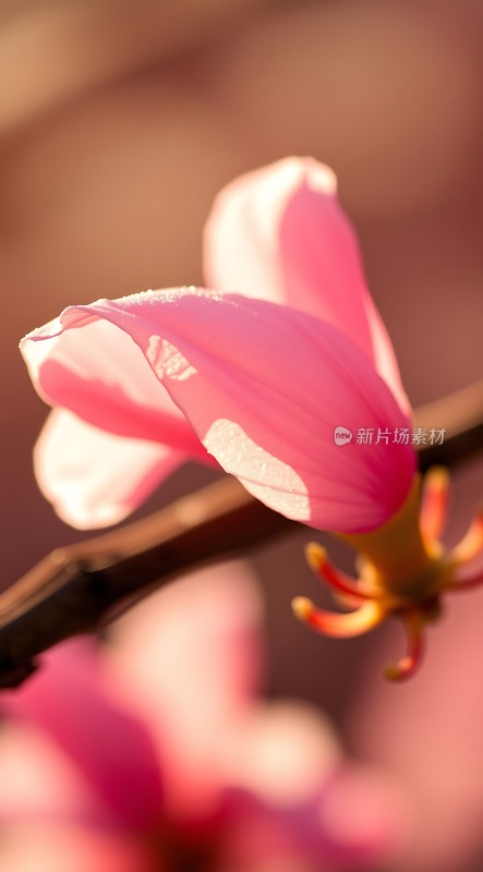 粉红花瓣绽放阳光下的美丽瞬间