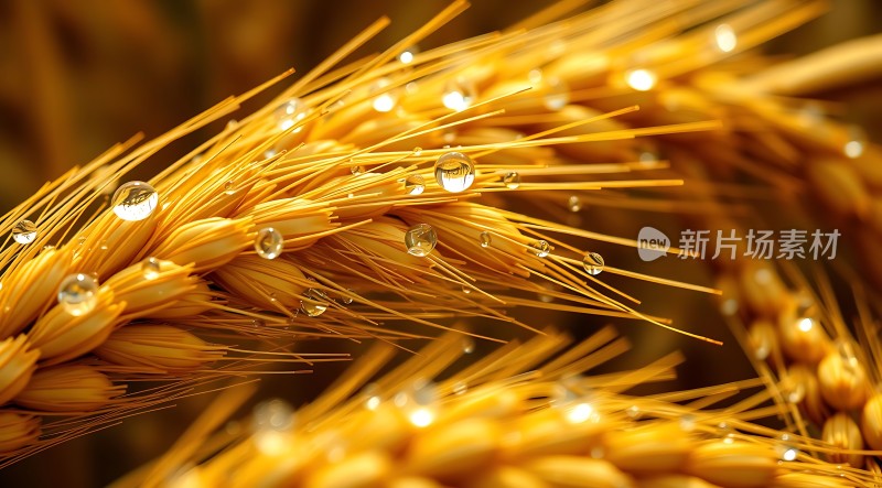 晨露滋润的金色麦穗