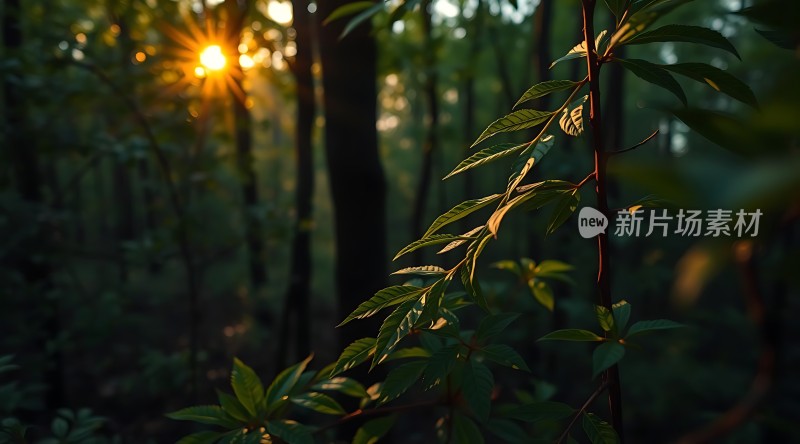 阳光下的森林秘境