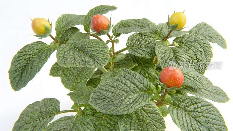 生机勃勃植物果实色彩鲜艳叶子茂盛