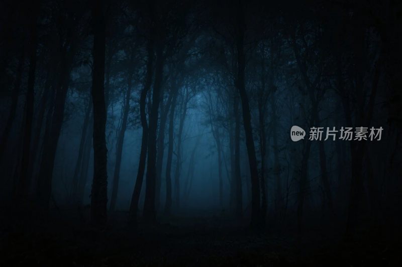 暗夜森林神秘场景