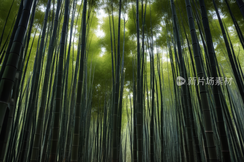 竹林高大绿树的美丽景色高清背景图片