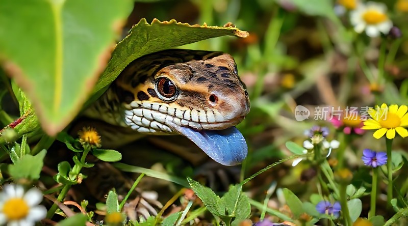 阳光下的蜥蜴探出头