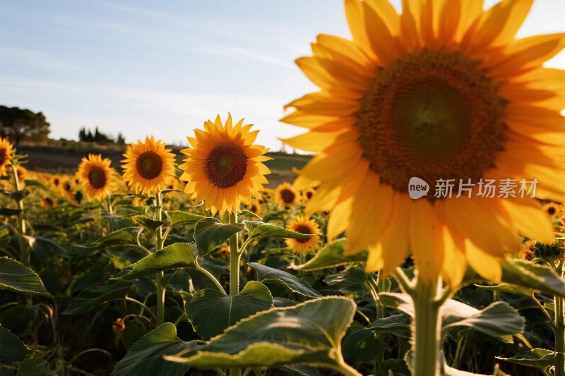 向日葵田园风景
