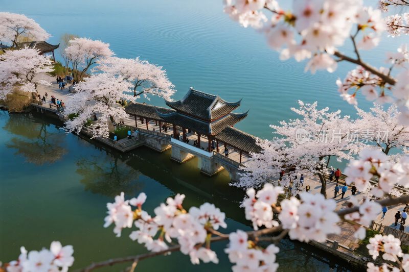 樱花古亭湖景风光图