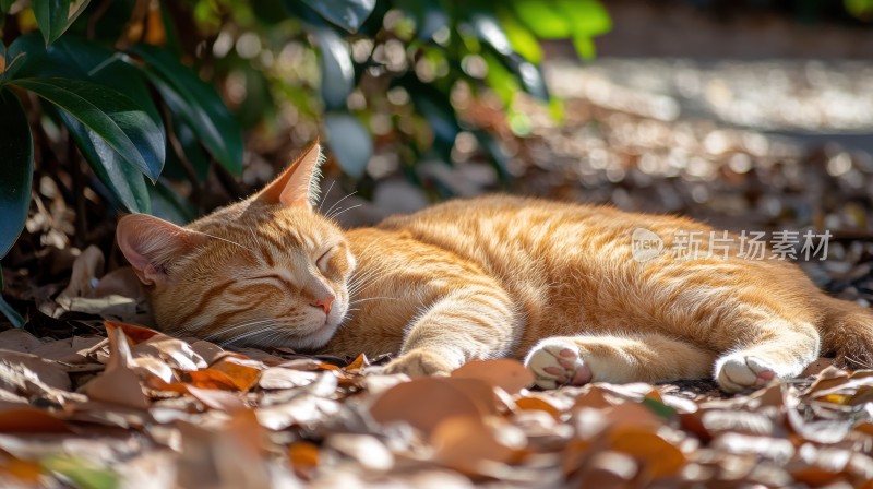 温暖阳光下睡觉的橘猫