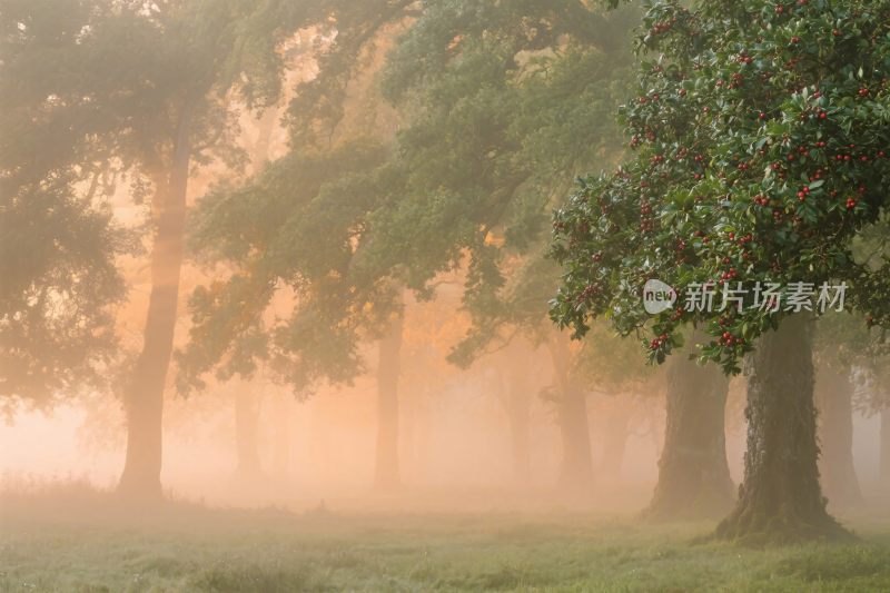 雾中树林风景照