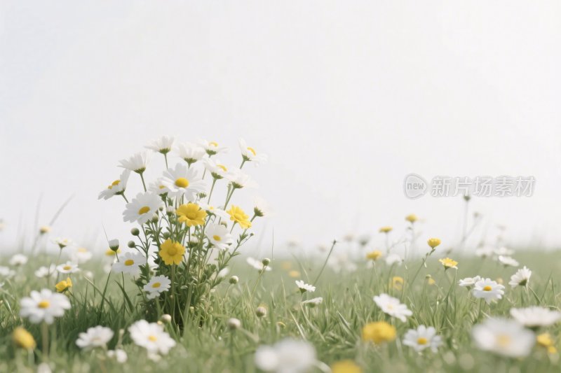 草地野花风景图