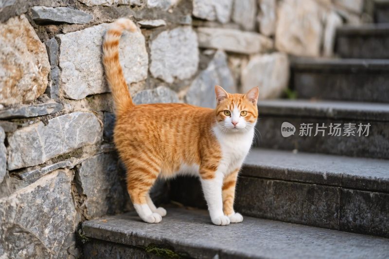 橘猫站在石阶上