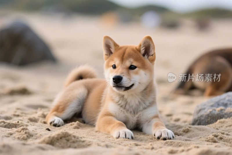 沙滩上的柴犬小狗