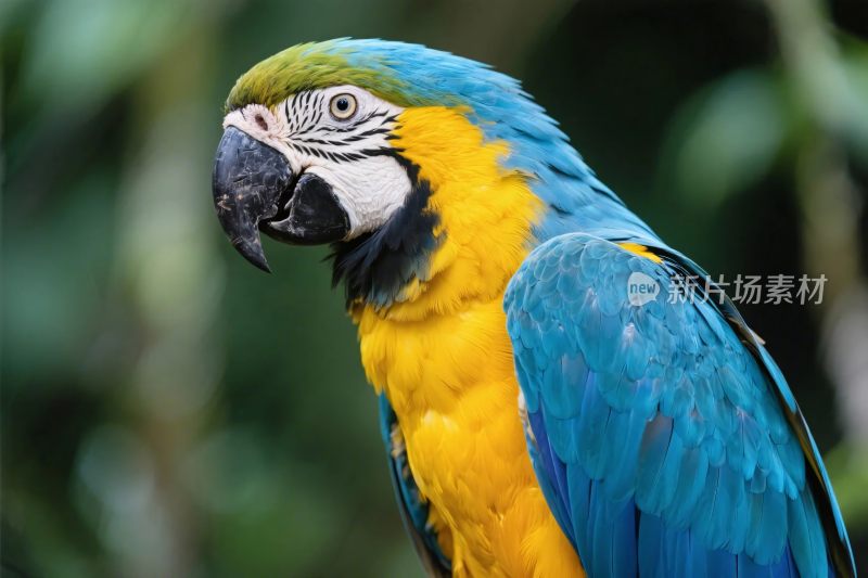 金刚鹦鹉摄影画面